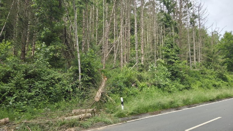 Einsatzfoto Baum auf Fahrbahn